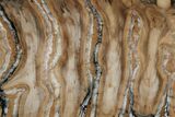 Fossil Mammoth Molar Slab - Siberia #215377-1